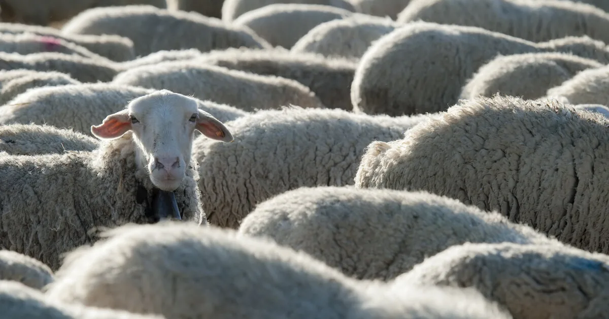 Voluntary sheep vaccination – 300 thousand euros support