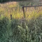 Abandoned garden plots are offered for sale at auction: here's what would change