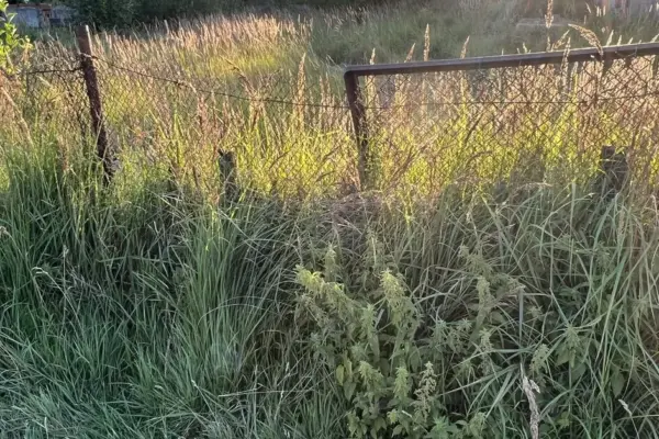 Abandoned garden plots are offered for sale at auction: here's what would change