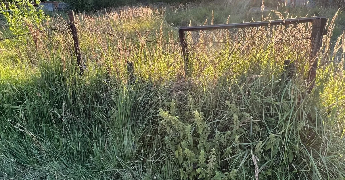 Abandoned garden plots are offered for sale at auction: here's what would change