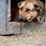 The Food and Veterinary Service proposes to prohibit tying dogs to a kennel and leaving them alone