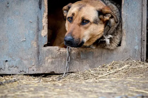The Food and Veterinary Service proposes to prohibit tying dogs to a kennel and leaving them alone
