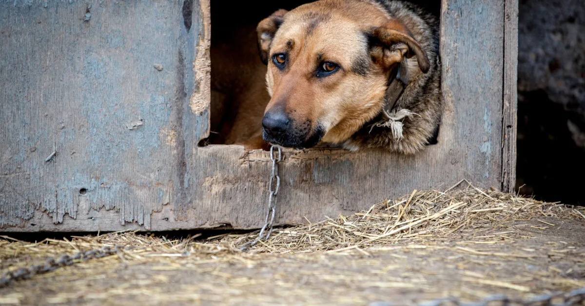 The Food and Veterinary Service proposes to prohibit tying dogs to a kennel and leaving them alone