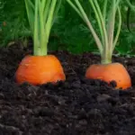 Do you want big and sweet carrots? You must do this work in July