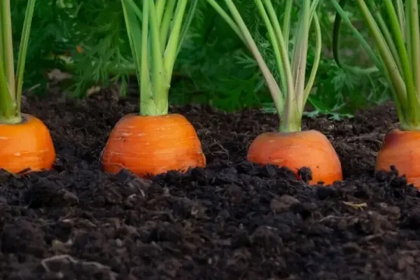 Do you want big and sweet carrots? You must do this work in July