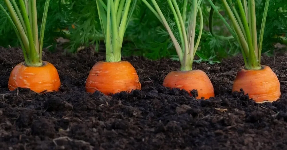 Do you want big and sweet carrots? You must do this work in July