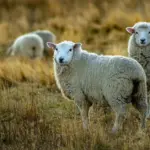 A dangerous animal disease is spreading in Greece and Cyprus: specialists warn farmers