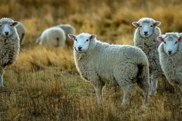 A dangerous animal disease is spreading in Greece and Cyprus: specialists warn farmers