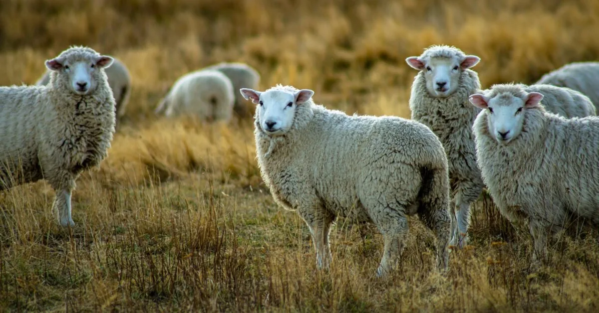 A dangerous animal disease is spreading in Greece and Cyprus: specialists warn farmers