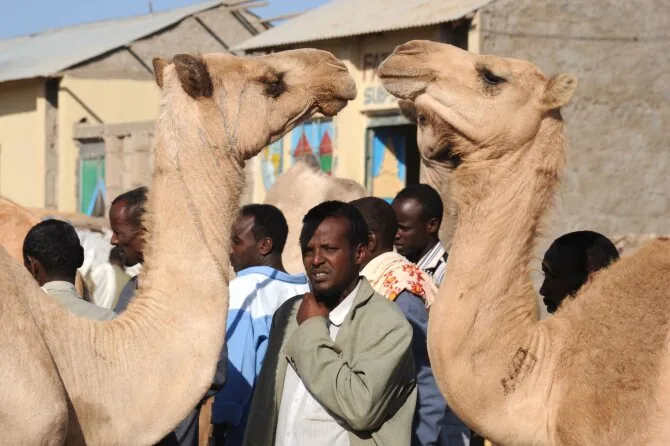 123rf.com photo / Camels