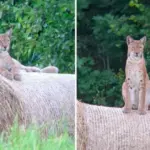 An extraordinary sight in Lithuanian forests: a hunter captured a rarely seen lynx