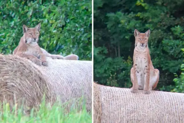 An extraordinary sight in Lithuanian forests: a hunter captured a rarely seen lynx
