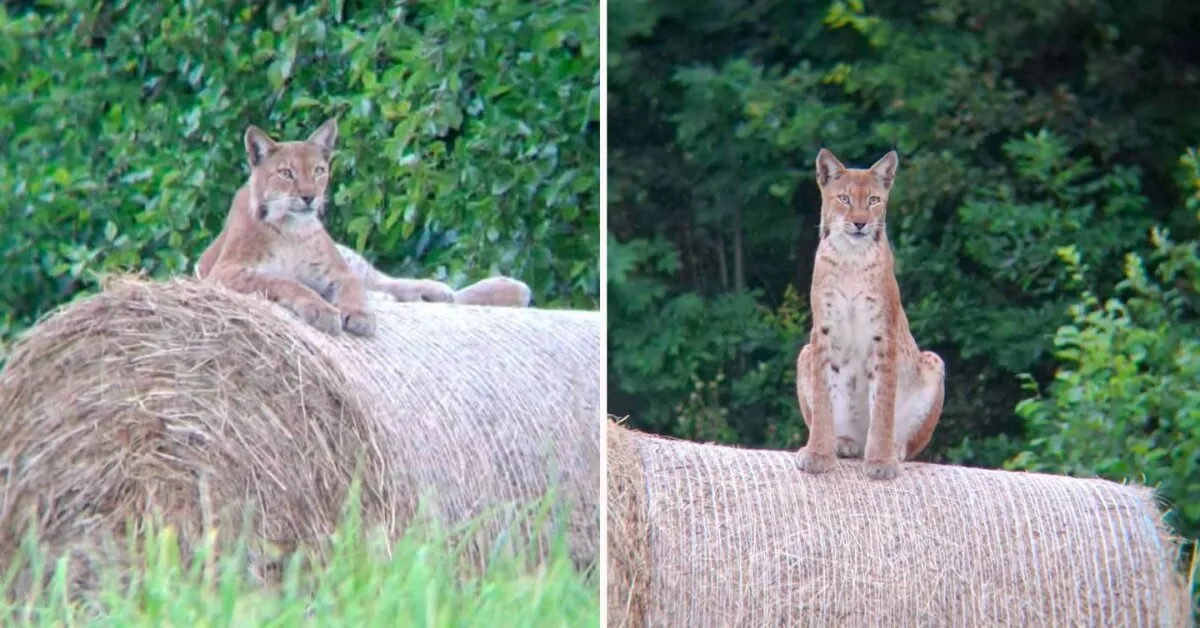 An extraordinary sight in Lithuanian forests: a hunter captured a rarely seen lynx