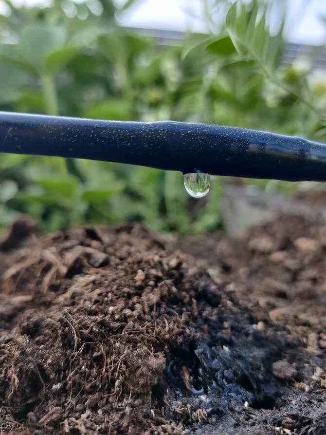 „Maidina“ photo/Drip irrigation