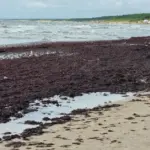 On Palanga beach – again mountains of algae, even though hundreds of tons have already been removed