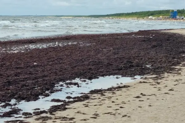 On Palanga beach – again mountains of algae, even though hundreds of tons have already been removed
