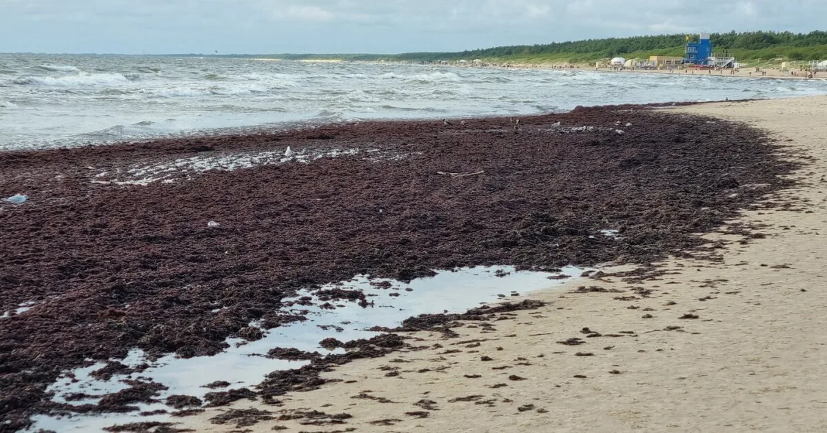 On Palanga beach – again mountains of algae, even though hundreds of tons have already been removed