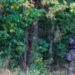 The Government allocated 800 thousand euros to pay for the overtime of officers fighting smuggling