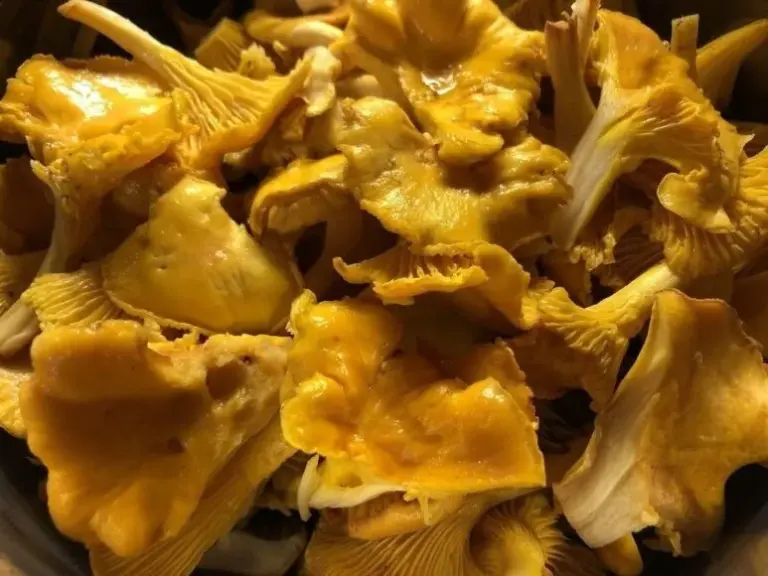 Personal archive photo/Chanterelles