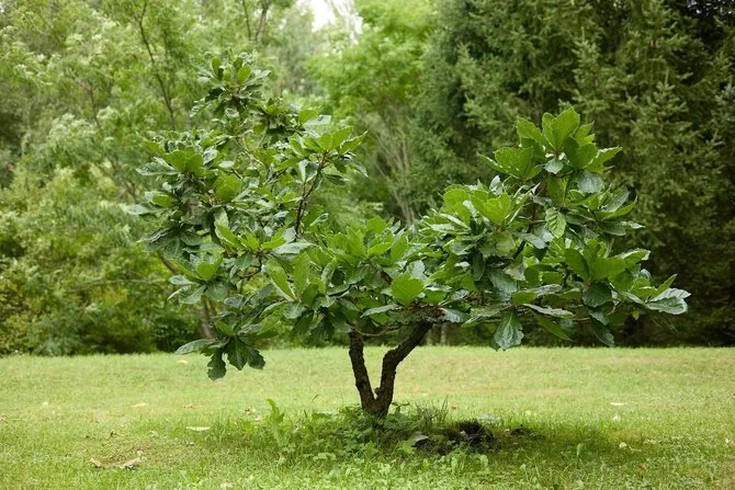 Vilnius University Botanical Garden photo/Oak (Quercus dentata)