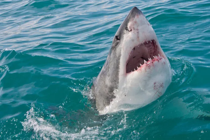 Shutterstock photo / Shark (assoc. photo)
