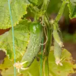One mistake can kill all cucumbers: advice on how to avoid a treacherous disease