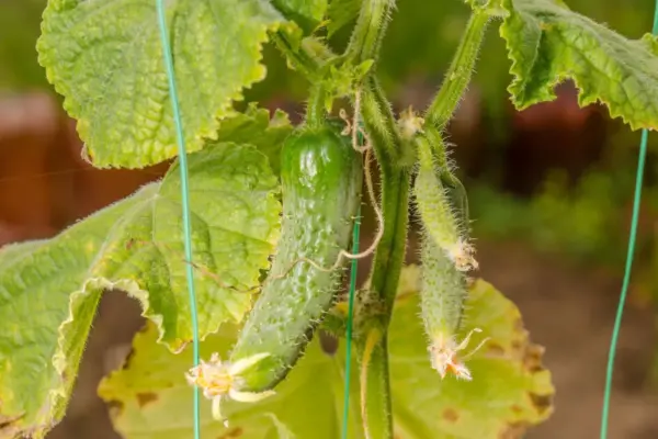 One mistake can kill all cucumbers: advice on how to avoid a treacherous disease