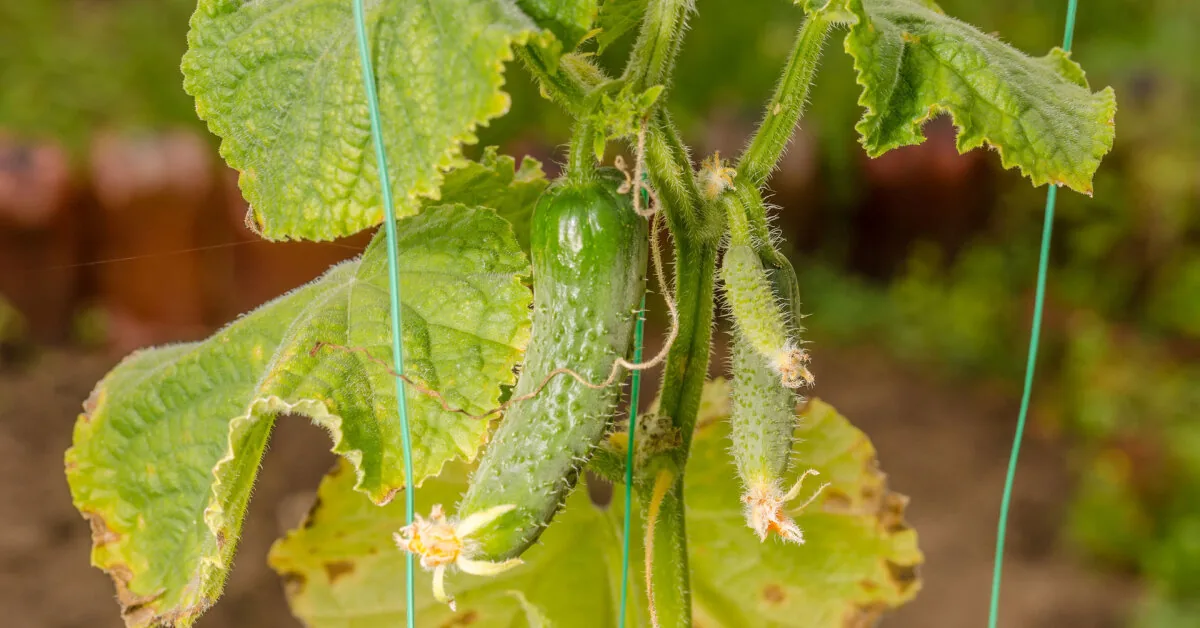One mistake can kill all cucumbers: advice on how to avoid a treacherous disease