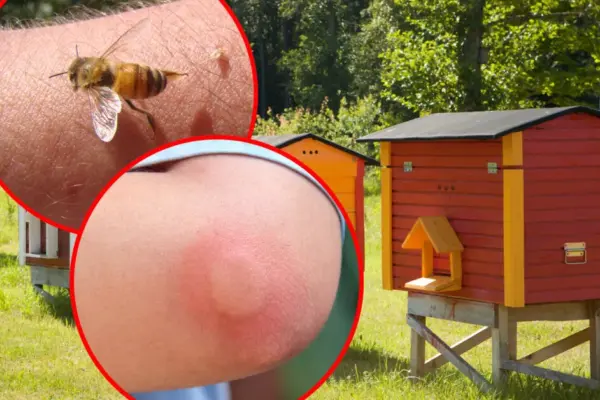 Neighbor bees turned Alma's life into hell: "I have to run away from my own plot"