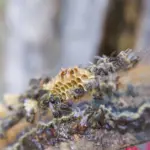 „Lietuviškas midus“ promises to change its image and strategic direction