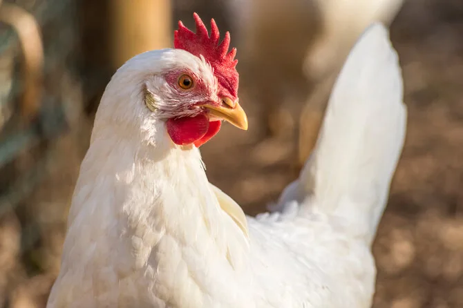 Shutterstock photo/Chicken