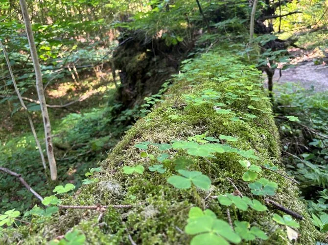 L. Basiulis photo / 10 forest bathing routes with practices await in Vilnius forests