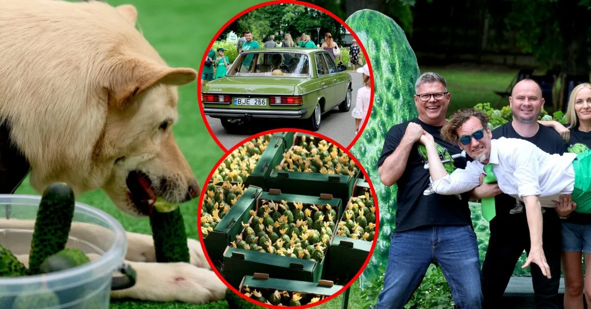 In Kėdainiai – cucumber festival: the green stage attracted crowds