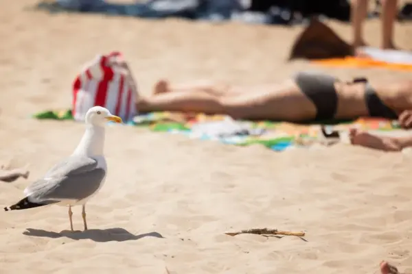 Why Europe is covered by a heat dome: internet users look for answers without basis in Alaska