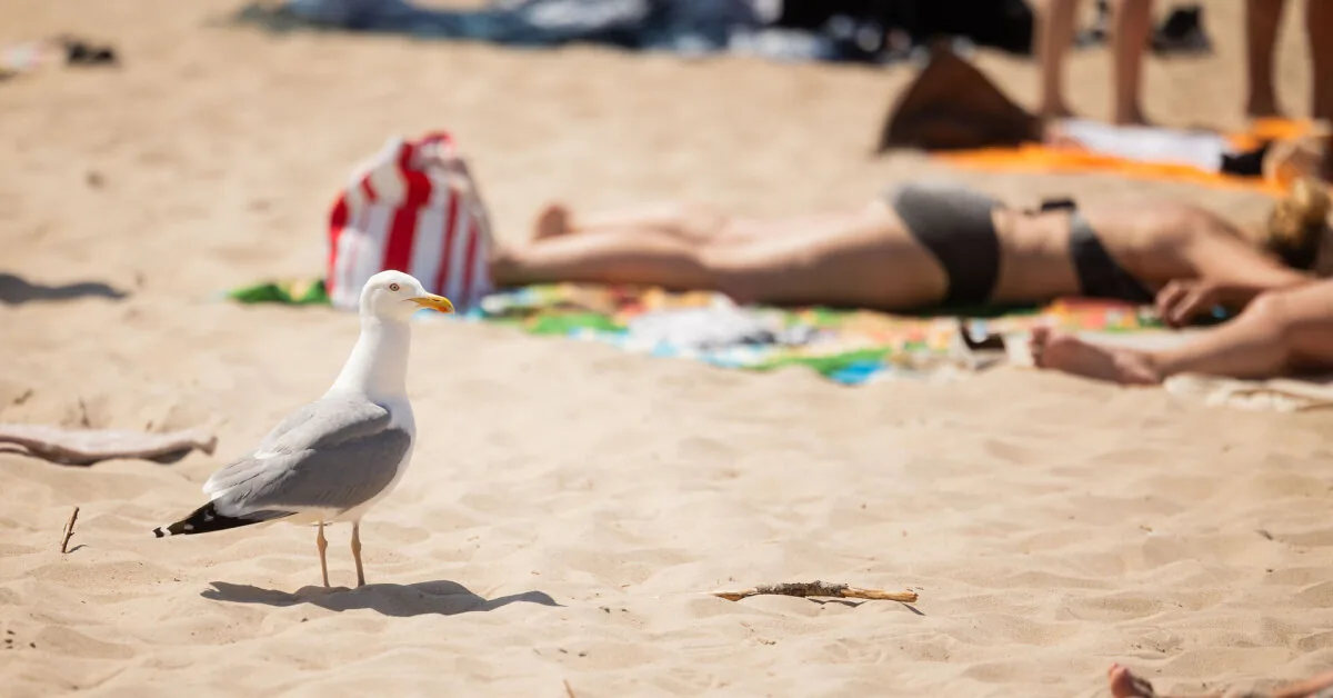 Why Europe is covered by a heat dome: internet users look for answers without basis in Alaska