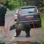 Bear encounter in Romania amuses the internet: man's reaction shocked many