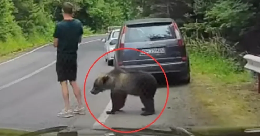 Bear encounter in Romania amuses the internet: man's reaction shocked many