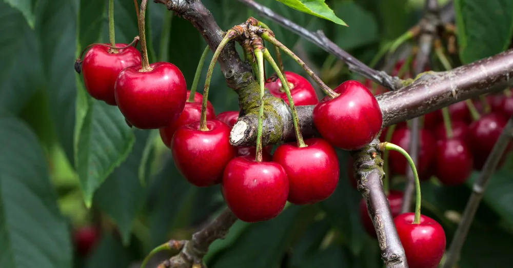 Vos sauja vyšnių – ir sveikata geresnė: nepatikėsite, kokią naudą jos slepia