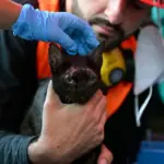 Cat, unexpectedly rescued from the rubble in Venezuela, became a "ray of hope"