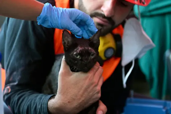 Cat, unexpectedly rescued from the rubble in Venezuela, became a "ray of hope"