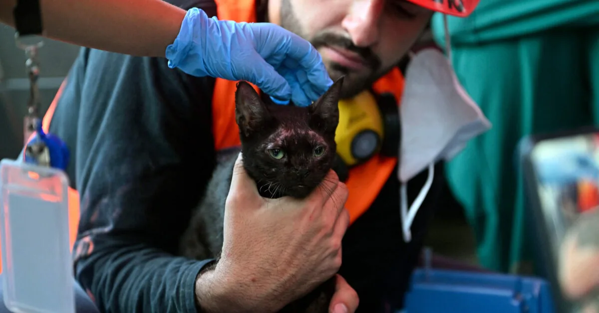 Cat, unexpectedly rescued from the rubble in Venezuela, became a "ray of hope"