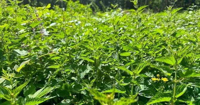 VMU nuotr./Didžioji dilgėlė (Urtica dioica L.)