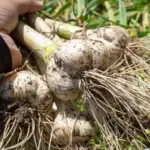 What mistake are you making when storing garlic – it can ruin the entire harvest