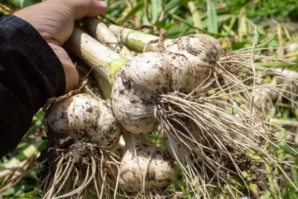 What mistake are you making when storing garlic – it can ruin the entire harvest
