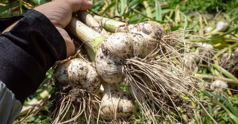 What mistake are you making when storing garlic – it can ruin the entire harvest