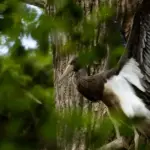 After the storm destroyed the nest – a happy ending: black stork chicks took their first flight