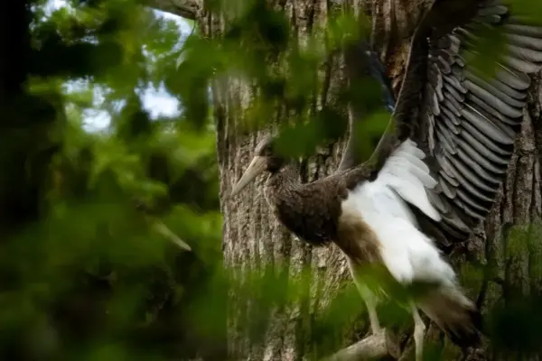 After the storm destroyed the nest – a happy ending: black stork chicks took their first flight