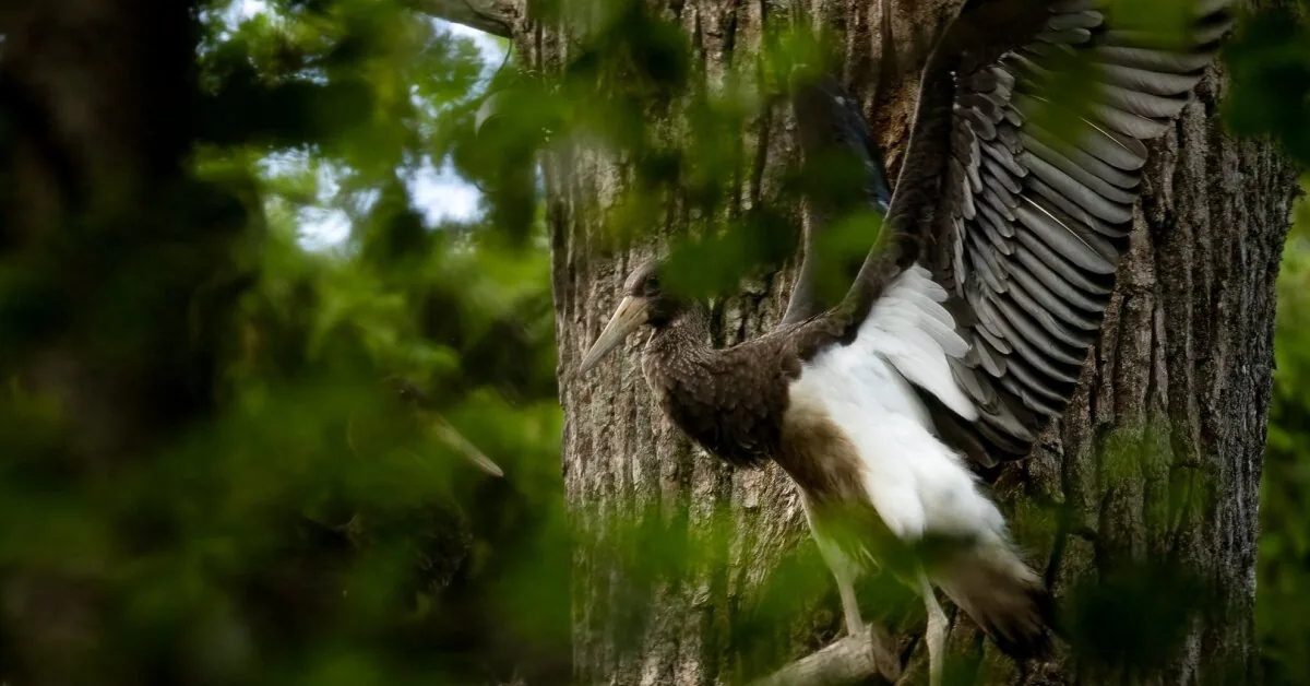 After the storm destroyed the nest – a happy ending: black stork chicks took their first flight