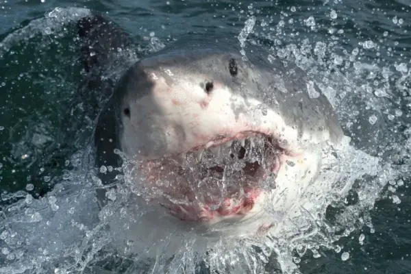 „The largest ever discovered Atlantic shark“: the giant may be near a tourist spot