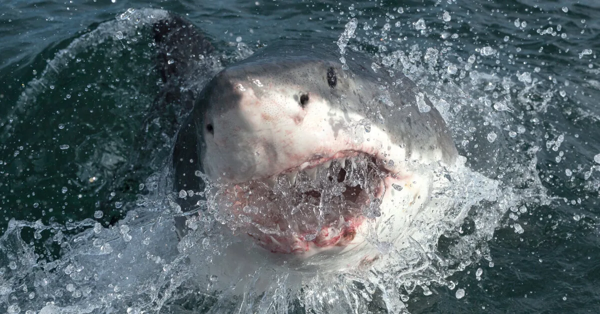 „The largest ever discovered Atlantic shark“: the giant may be near a tourist spot